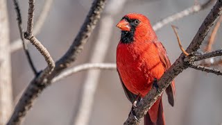 🔴 Relaxing Music with Birds Singing - Beautiful Piano Music  for Stress Relief || MILESTONE