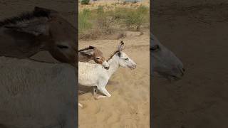 White #donkey #youtubeshorts #pets