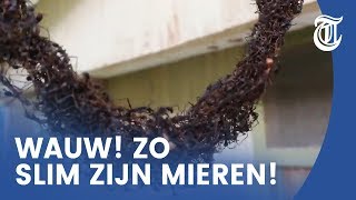 Mieren bouwen geniale brug