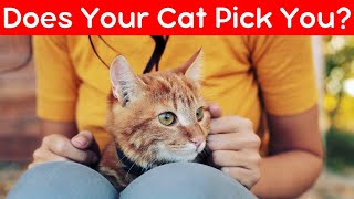 9 Unexpected Ways Your Cat Picks Their Favorite Human (And You Might Not Even Realize It)!