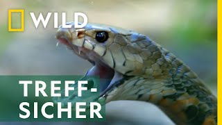 Diese Schlange ist ein Scharfschütze | Snakes in the City