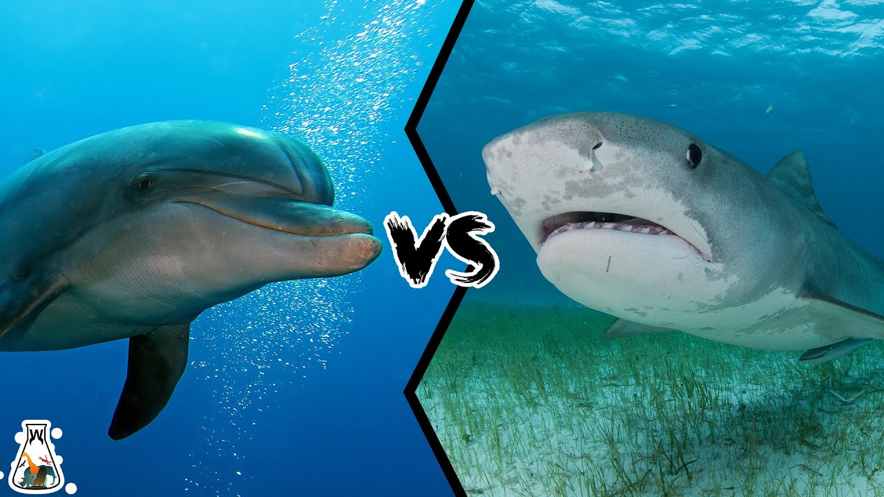 Dolphin VS Shark - What Happens When These Two Sea Animals Meet? - YouTube