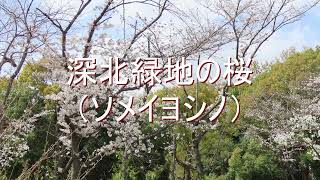 深北緑地の桜（2023年03月）