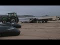 En una remota playa de Tasmania devuelven al mar los cerca de 200 cadáveres de ballenas varadas