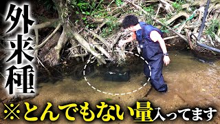 【異常繁殖】1回でエグイ量の外来種が獲れた【臭餌で外来種捕獲 後編】