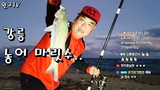 166회 동해바다--강릉 해변쪽 실시간 바다 해변 원투낚시정보 감성돔?! 농어!! 마릿수!! (🔥농어9수)South Korea Surf-Casting