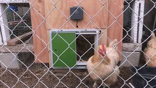 Omlet Automatic Chicken Coop Door Opener - Review and Installation