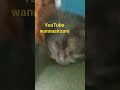 penampakan makhluk halus tempat gelap#cat#viralvideo#catlover#kucingkampung#catshorts