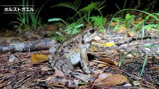 ホルストガエル(国内希少野生動植物種・沖縄県指定天然記念物)