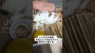 うさぎのお昼寝。お気に入りの場所