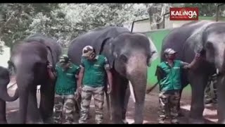 Mankiller Elephant 'Rakesh' Relocated Into Special Encloser In Dhenkanal || Kalinga TV