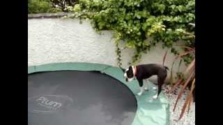 Boston Terrier bouncing on trampoline