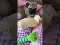 お散歩に行きました！ pug dog パグ 犬 いぬ おもしろ動物 おもしろ動画 かわいい