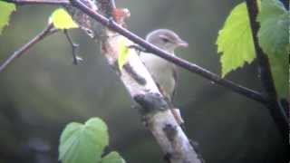 Warbling Vireos