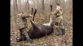 Лось стал первой жертвой браконьеров в этом охотничьем сезоне в Череповецком районе