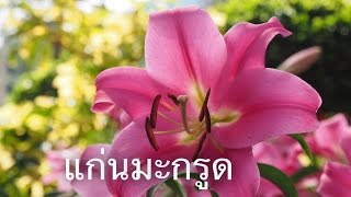 แก่นมะกรูด บ้านไร่ อุทัยธานี