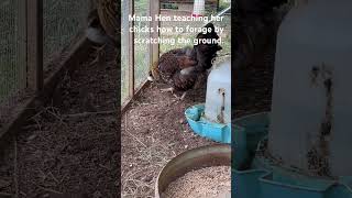 Red Wyandotte Hen and her 4 chicks @LosBridgesFarm #red #wyandotte #chicken #farming