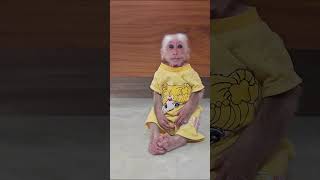 Monkey Su was locked in the room by Kuku 2#monkey #su #kuku