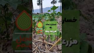 خسارت نماتد به مزرعه پنبه