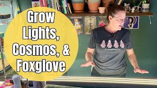 💡Fixing GROW LIGHTS, Harvesting Chocolate Cosmos Seeds \u0026 Potting Foxglove Seedlings