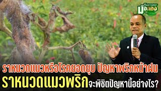 ราหนวดแมวหรือโรคยอดเน่าพริก รักษาอย่างไรดี? @teamkasetmeuthong