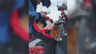 Jackman snowmobiler 'Yamaha Dave' helps reunite lost beagle with its family