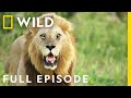 Reign of Terror (Full Episode) | Savage Kingdom | Nat Geo Wild I English Subtitles