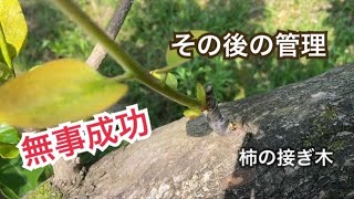 柿の接ぎ木 生育状況