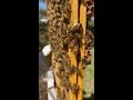 4 h beekeeping video check it out and subscribe