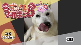 鼻をぺろり／コロ【第47回すみよし区民まつり／住吉区ペットコンテスト⑮】