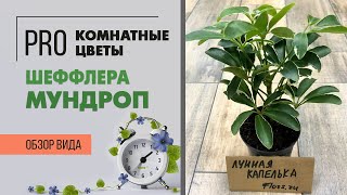 Шеффлера Мундроп - самая миниатюрная шеффлера | Карликовая шеффлера