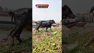 #ytshorts #cow #hate #goru #bull #গরু #গরুর_হাট #গরুর  #cowunloading #cows #cowvideos #গরু #হাট #caw