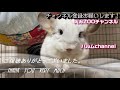 【チンチラ】ぐっすり眠るぼこ助　chinchilla