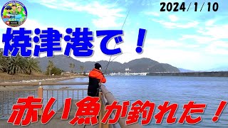 【静岡県焼津市焼津港】で胴付き仕掛け・ブッコミエサ釣り　[Yaizu Port,  Shizuoka Prefecture] Fishing with a body and bait bait