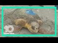 'Connor' the sea turtle returns to the Gulf of Mexico