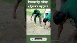 কিভাবে নিচু জমিতে পেঁপে চাষ করবেন ?