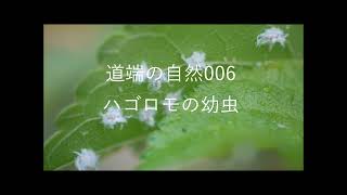 道端の自然006 ハゴロモの幼虫