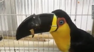 Scientists 3-D Print A New Beak For This Mistreated Toucan - Newsy