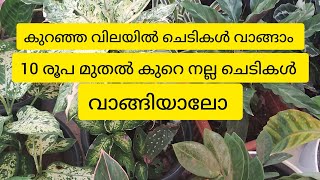 കുറഞ്ഞ വിലയില്‍ ചെടികള്‍ വാങ്ങാം