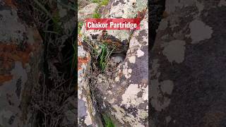 Chakor Partridge on eggs #shorts