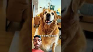 😈मैं इसे खाती हूं अरे वह कितना टेस्टी है मामा मुझे भी खिलाओ #dog #shortvideo #viralvideo📸