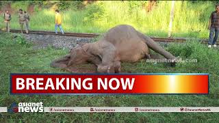 പാലക്കാട് കഞ്ചിക്കോട് ട്രെയിനിടിച്ച് കാട്ടാന ചെരിഞ്ഞു | Palakkad | Wild Elephant Death