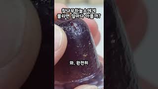 참나무하늘소에게 물리면 얼마나 아플까? 악력 테스트!