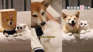 【大战柴柯夫斯基】妒忌使狗扭曲#萌宠 #猫狗双全