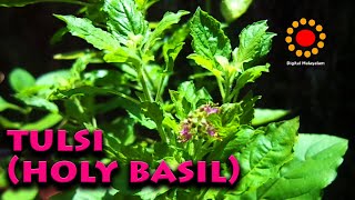 Thulasi (Holy Basil)