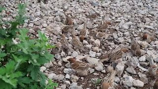 Spatzen-Video, Spatzen-Frühstücksvideo, Vogelgeräusch-Heilungsvideo, fröhliches Naturgeräusch-Video