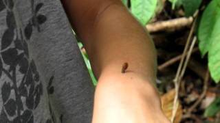 Tiger Leech in Borneo