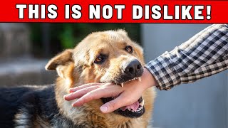 SHOCKING: If Your Dog Bites Your Hand, Here Is What It Actually Means