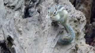 北海道札幌市のエゾシマリスの鳴き声2014年9月（その1）