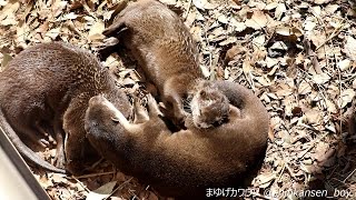 智光山公園こども動物園　コツメカワウソの一家団らん　 2017/2/19